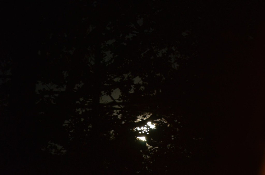Low Moon Through Trees John Doan Concert Low Moon Through Trees John Doan Concert